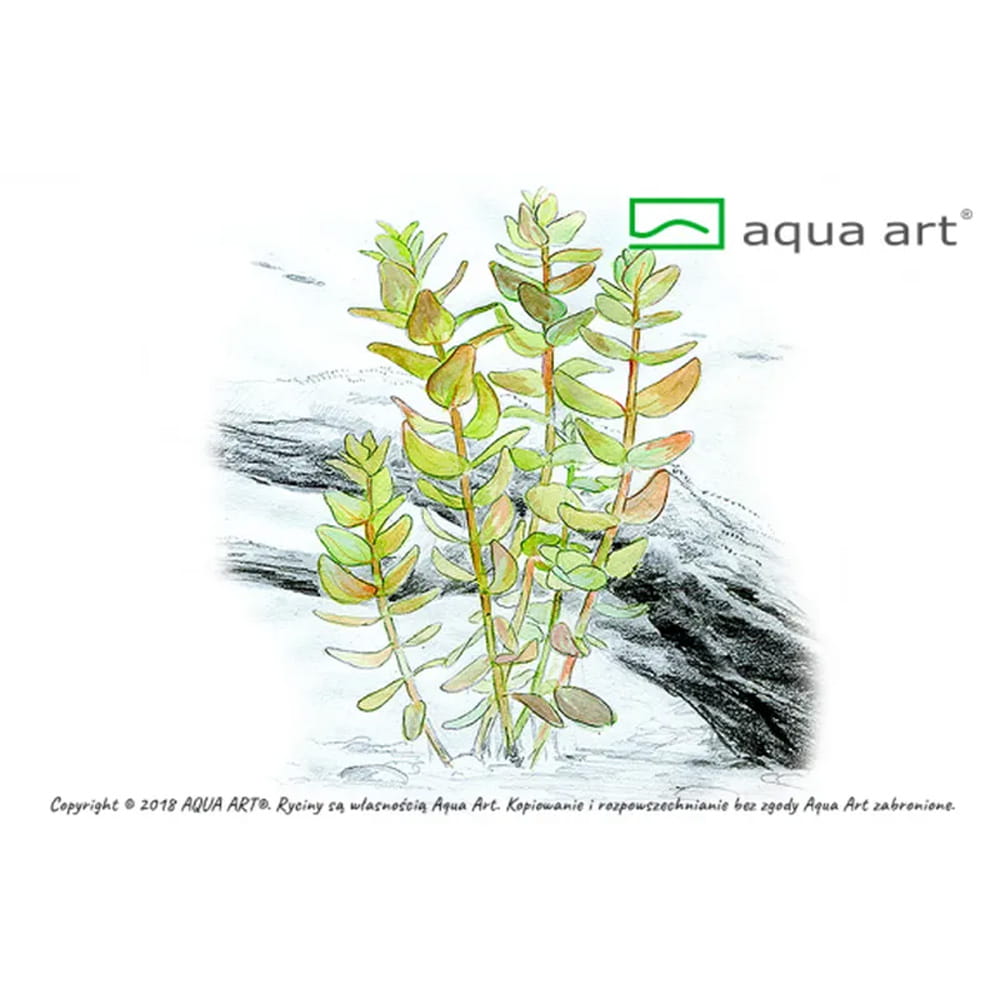 Bacopa Caroliniana roślinka roślina do akwarium in vitro